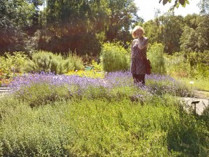 Lavendel im Apothekergarten