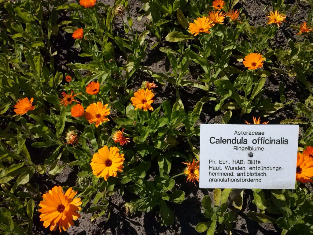 Ringelblume im Apothekergarten