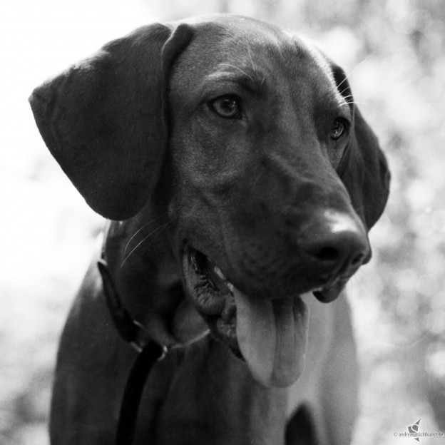 Analog Hunde Portrait