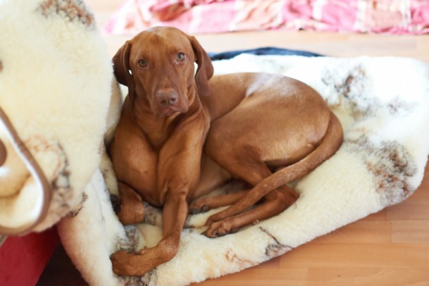 Kafka der Vizsla